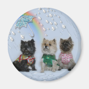 RöseTerriers i regnamagneten Magnet