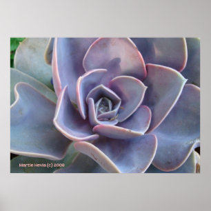 Rosette Succulent Beauty Poster