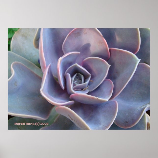 Rosette Succulent Beauty Poster (Framsidan)