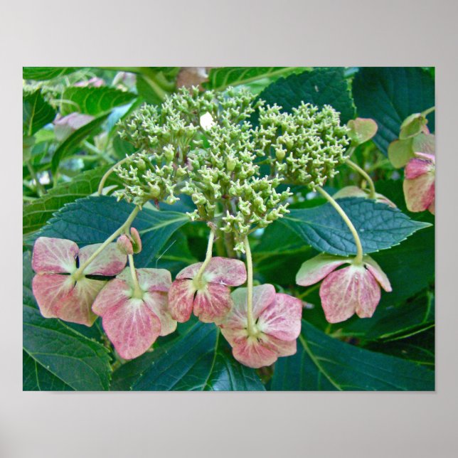 Rosettväggört Hydrangea Blommor - Affisch (Framsidan)