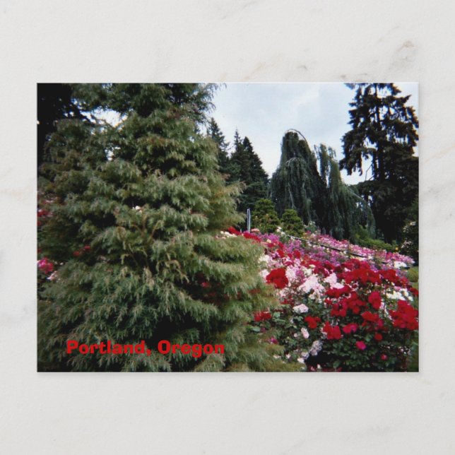 Rosey Ligcape Portland, Oregon Vykort (Framsida)