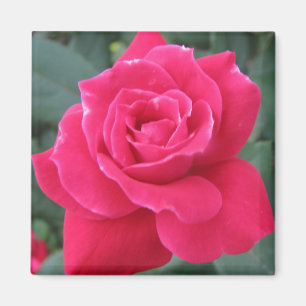 Rosey Magnet