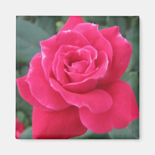 Rosey Magnet (Framsidan)