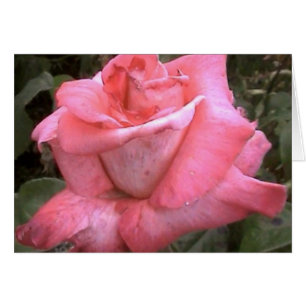 Rosey Rosa Hälsningskort