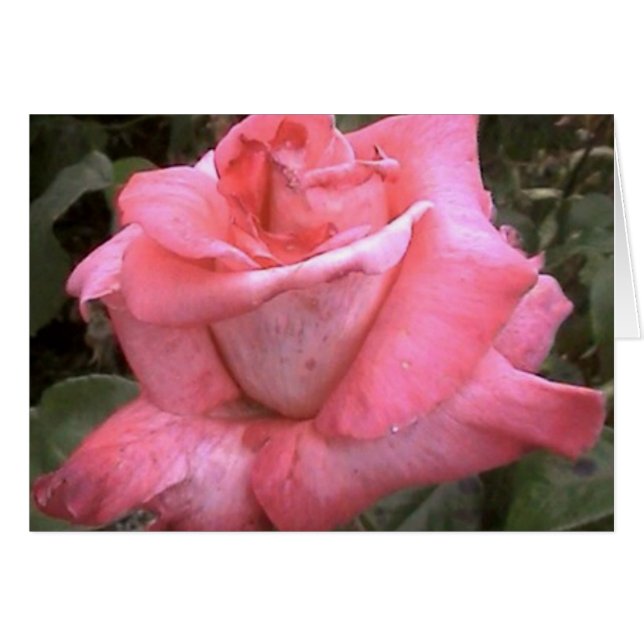Rosey Rosa Hälsningskort (Framsidan Horizontal)