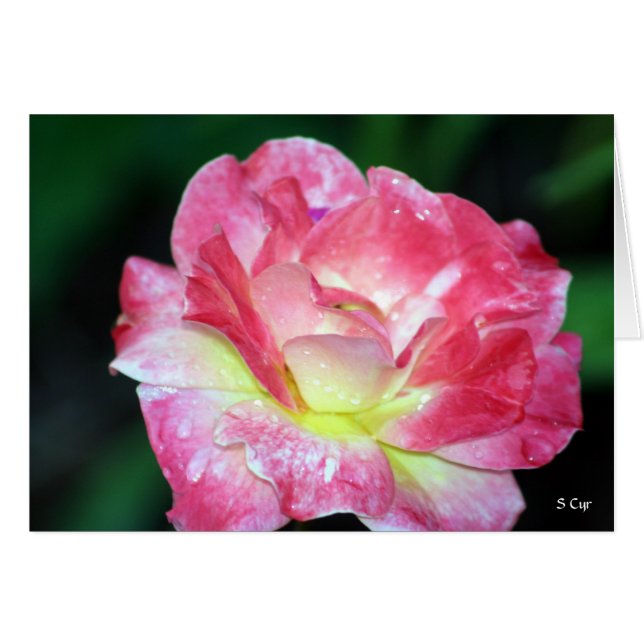 Rosey, S Cyr Hälsningskort (Framsidan Horizontal)