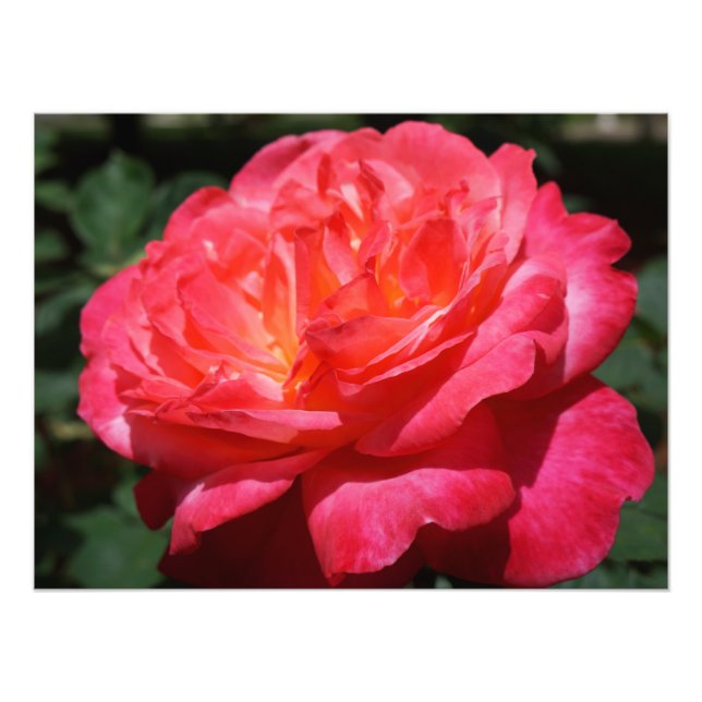 Rosfotografering Stor Rosa Röd Ros Blommig Fototryck (Framsidan)