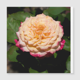 Rosgloria