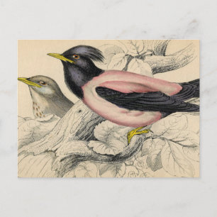 Rosie Bird Sketch Vykort