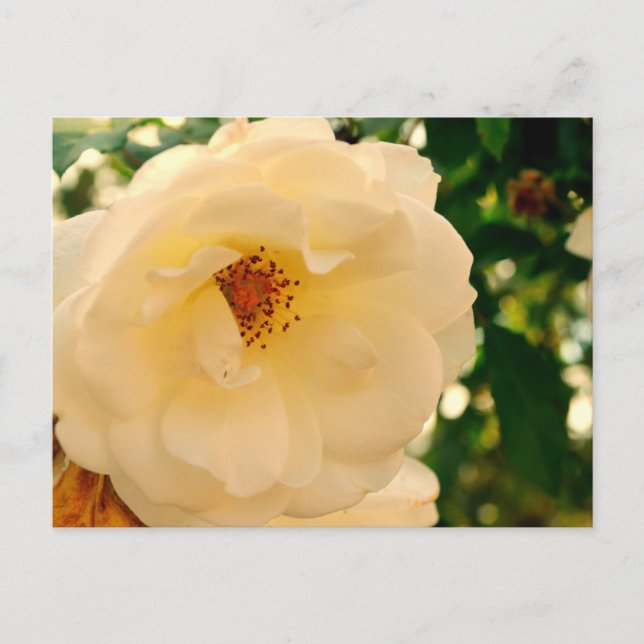 Rosie oh Rosie 2 Vykort (Framsida)