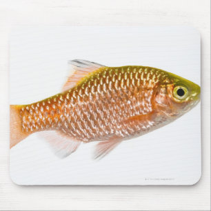 Rosig taggfisk (den Puntius conchoniusen) Musmatta