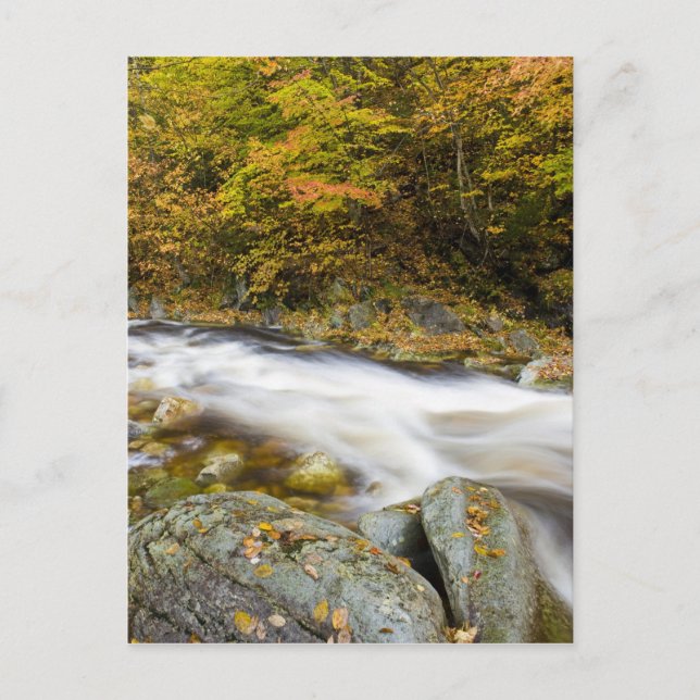 Rosing Brook i Vermonts Grönt Vykort (Framsida)