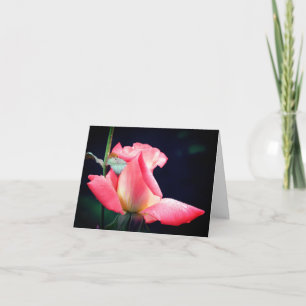Rosknopp Glädje Blommfotografi Anteckningskort