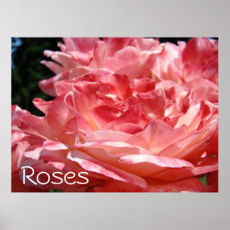 Roskonsttryck Rosa Rossträdgård Blommor konstverk Poster