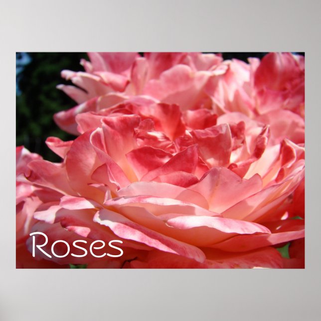 Roskonsttryck Rosa Rossträdgård Blommor konstverk Poster (Framsidan)
