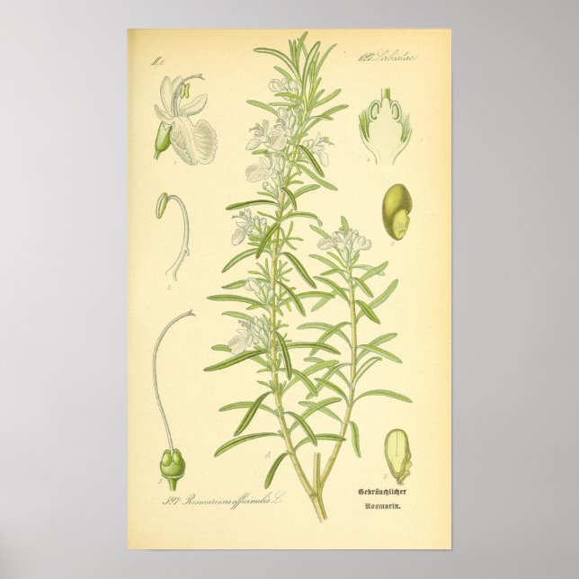 Rosmarin, Rosemary Print Poster (Framsidan)