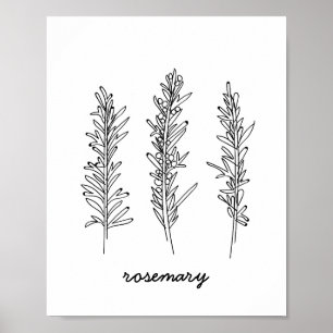 Rosmarinillustrationtryck Poster