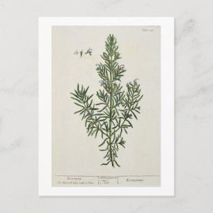 Rosmarinus Officinalis, från 'A Curious Herbal', 1 Vykort