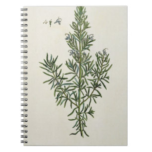 Rosmarinus Officinalis, från "ett nyfiket växt-" Anteckningsbok