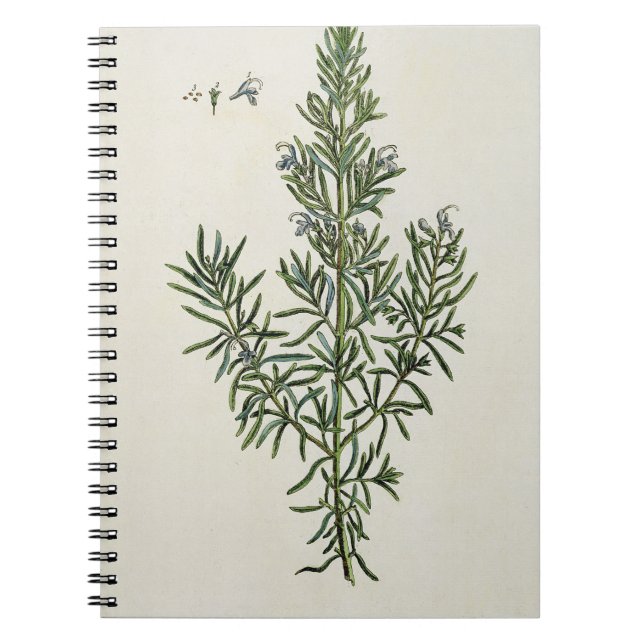 Rosmarinus Officinalis, från "ett nyfiket växt-", Anteckningsbok (Framsidan)