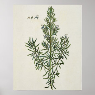 Rosmarinus Officinalis, från "ett nyfiket växt-" Poster