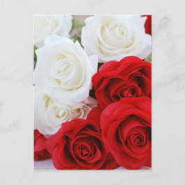 rosor blommor blomma vit röd kärlek vykort