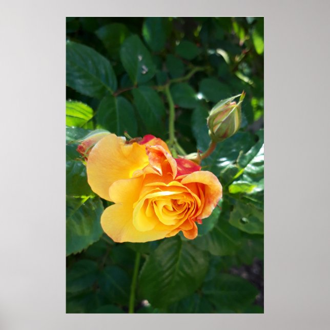 Rosor blommor poster (Framsidan)