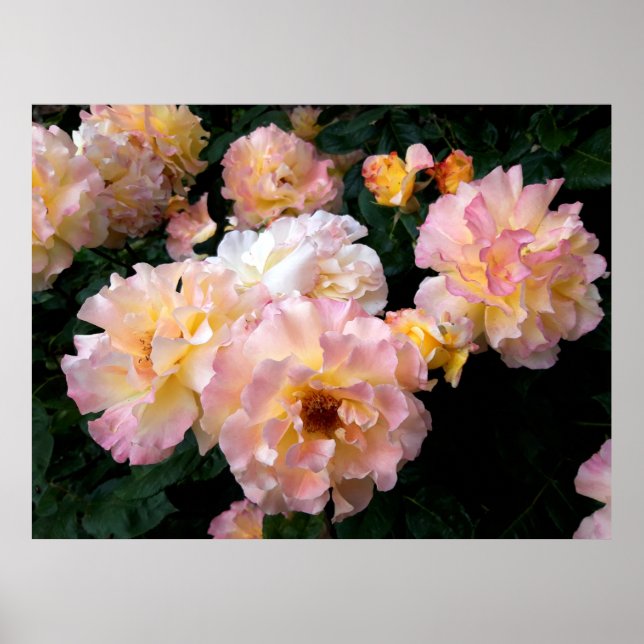 Rosor Blommor, Rosa Gula Rosor Poster (Framsidan)
