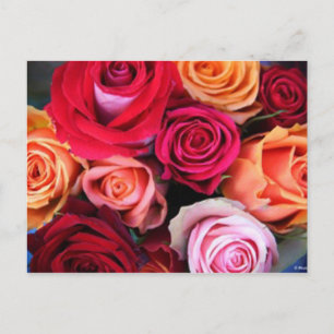 Rosor Bouquet-vykort Vykort