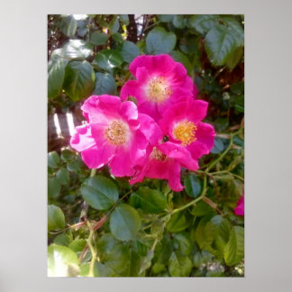 Rosor Foto Poster