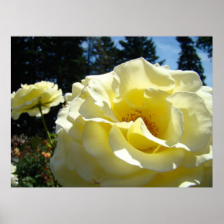 ROSOR GULA Rosblommor 3 konsttryck Posters Konst