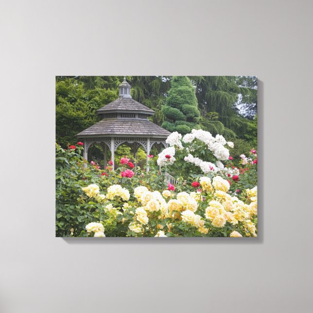 Rosor i blom och Gazebo Rose Garden vid Canvastryck (Framsida)