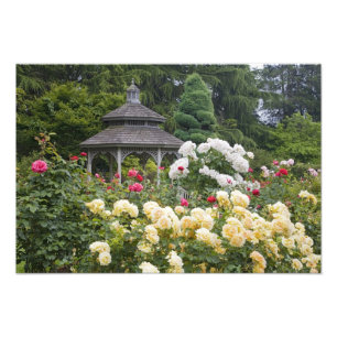 Rosor i blom och Gazebo Rose Garden vid Fototryck