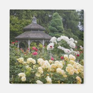 Rosor i blom och Gazebo Rose Garden vid Magnet