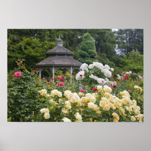 Rosor i blomman och Gazebo Ro Garden vid Poster