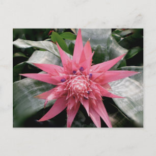 Rosor nyanserade Bromeliad Vykort