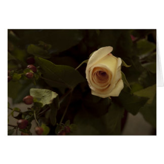 Rosor och Berries - Rosa Peace Ro Hälsningskort