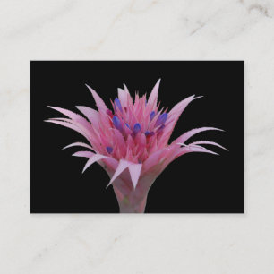 Rosor och blått Aechmea ACEO Visitkort