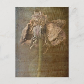 Rosor och rost nr 3 vykort