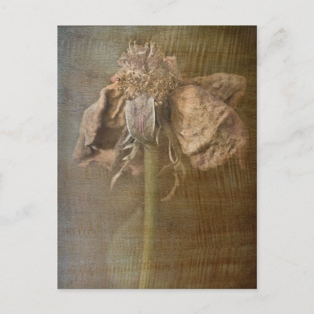 Rosor och rost nr 3 vykort (Framsida)