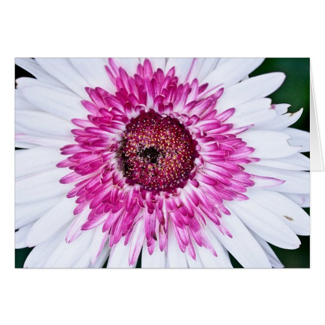 Rosor och vit hälsningskort (Framsidan Horizontal)