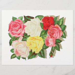 Rosor Rosa Vit Gul Röd Blomma Blommig #1