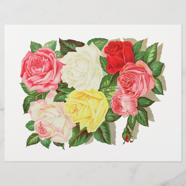 Rosor Rosa Vit Gul Röd Blomma Blommig #1 (Framsida)