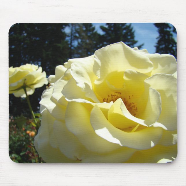 ROSOR, ROSBLOMMOR MUSMATTOR MUSMATTA (Framsidan)