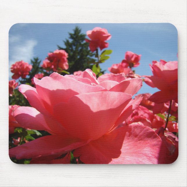 ROSOR, ROSBLOMMOR MUSMATTOR MUSMATTA (Framsidan)