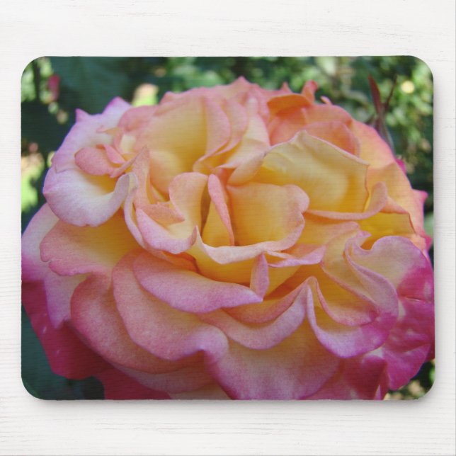 ROSOR, ROSBLOMMOR MUSMATTOR MUSMATTA (Framsidan)