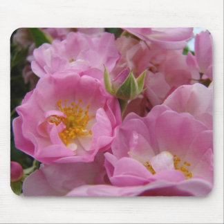 ROSOR, ROSBLOMMOR MUSMATTOR MUSMATTA