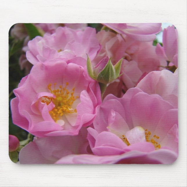 ROSOR, ROSBLOMMOR MUSMATTOR MUSMATTA (Framsidan)