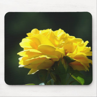 ROSOR, ROSBLOMMOR MUSMATTOR MUSMATTA