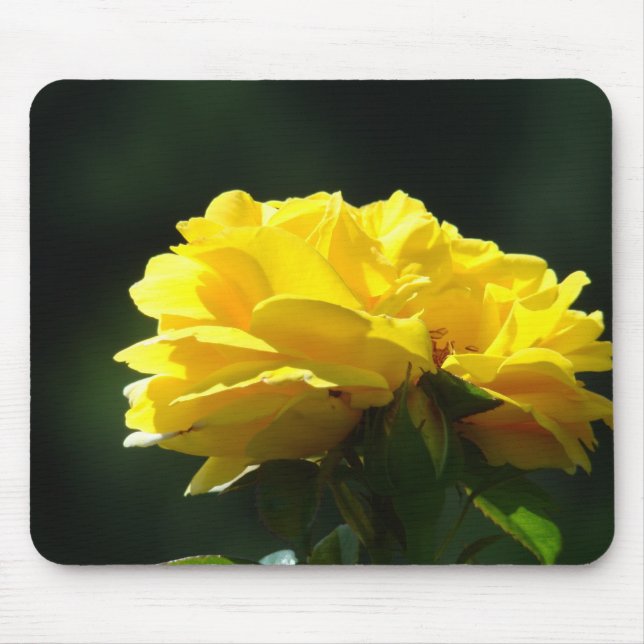 ROSOR, ROSBLOMMOR MUSMATTOR MUSMATTA (Framsidan)